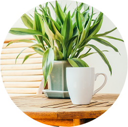 Coffee Table with Plant